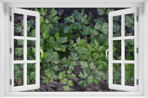 Fototapeta Naklejka Na Ścianę Okno 3D - Green leaves, bushes. Gardening. Home. Parsley. Petroselinum crispum, biennial herb. Popular cooking seasoning