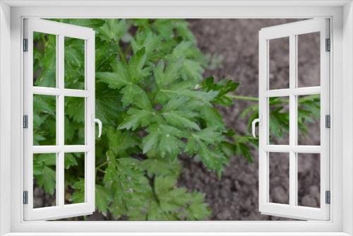 Fototapeta Naklejka Na Ścianę Okno 3D - Parsley. Gardening. Home garden. Green leaves, bushes. Petroselinum crispum, biennial herb. Popular cooking seasoning