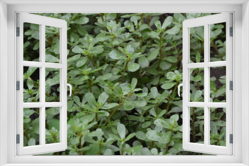 Fototapeta Naklejka Na Ścianę Okno 3D - Gardening. Home garden, flower bed. Green leaves. Purslane, annual herbaceous succulent plants. Portulaca oleracea