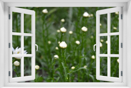 Fototapeta Naklejka Na Ścianę Okno 3D - Home. Daisy, chamomile.  Gardening. Matricaria. Perennial flowering plant. Beautiful inflorescences. White flowers