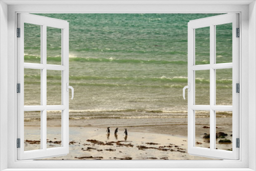 Fototapeta Naklejka Na Ścianę Okno 3D - pinguinos llegando a la playa junto al mar