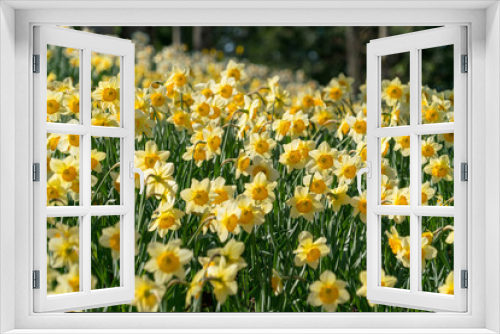 Fototapeta Naklejka Na Ścianę Okno 3D - yellow flowers in garden