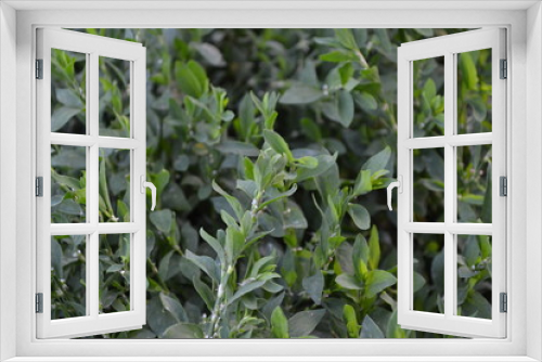 Fototapeta Naklejka Na Ścianę Okno 3D - Home. Green leaves, bushes. Field plant. Knotweed bird, Polygonum aviculare. Annual herbaceous plant