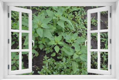 Fototapeta Naklejka Na Ścianę Okno 3D - Gardening. Green leaves, bushes. Home. Amaranth. Amaranthus retroflexus. Annual plant. Weed
