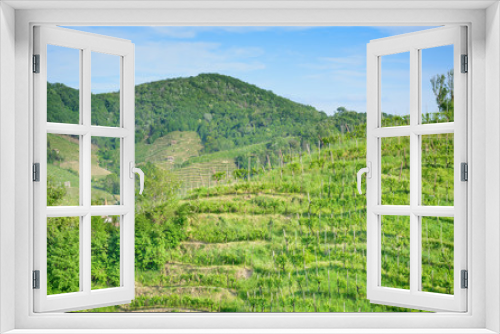 Fototapeta Naklejka Na Ścianę Okno 3D - View of vineyards in spring