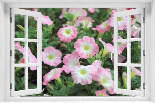 Fototapeta Naklejka Na Ścianę Okno 3D - Beautiful pink petunia flowers (Petunia hybrida) in garden soft focus
