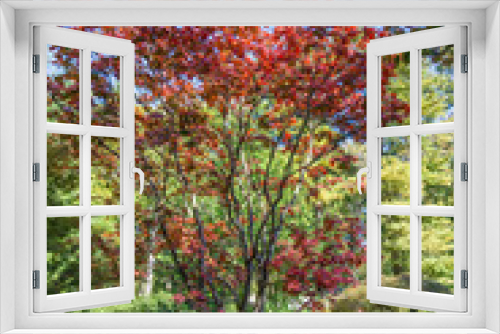 Fototapeta Naklejka Na Ścianę Okno 3D - Colorful Red Leaves 3