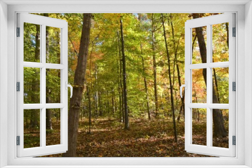 Fototapeta Naklejka Na Ścianę Okno 3D - A Beautiful Forest 