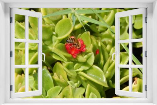 Fototapeta Naklejka Na Ścianę Okno 3D - abeja