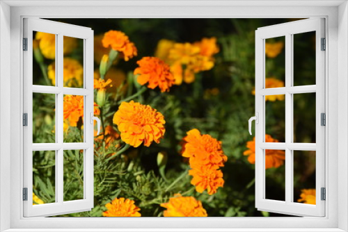 Fototapeta Naklejka Na Ścianę Okno 3D - Colorful flower bed in a park 