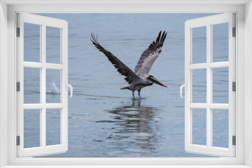 Fototapeta Naklejka Na Ścianę Okno 3D - Wild Brown Pelican bird flying over the sea.