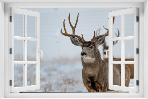 Fototapeta Naklejka Na Ścianę Okno 3D - A Large Mule Deer Buck in a Snowy Field