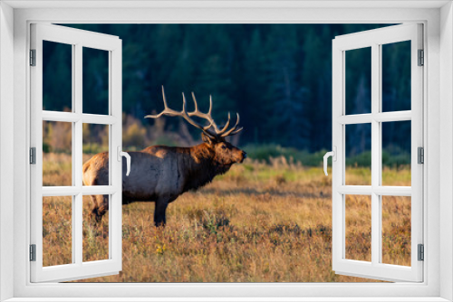 Fototapeta Naklejka Na Ścianę Okno 3D - A Large Bull Elk During the Fall Rut