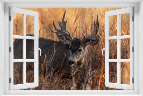 Fototapeta Naklejka Na Ścianę Okno 3D - Mule Deer Buck with Palmated Antlers
