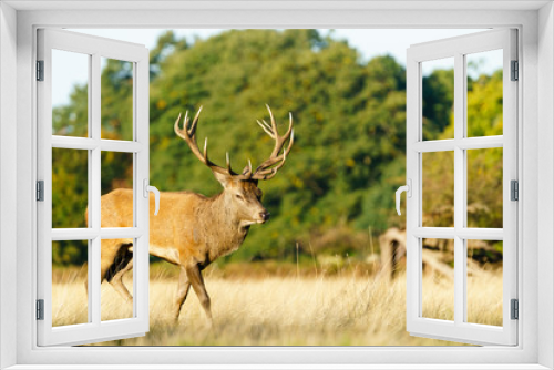 Fototapeta Naklejka Na Ścianę Okno 3D - Red deer stag(Cervus elaphus), taken in United Kingdom