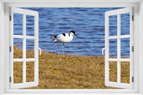Fototapeta Naklejka Na Ścianę Okno 3D - Pied Avocet (Recurvirostra avosetta)