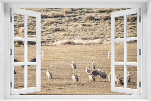 Fototapeta Naklejka Na Ścianę Okno 3D - several vultures in Ejea de los Caballeros field in Zaragoza Spain