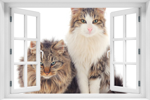 Fototapeta Naklejka Na Ścianę Okno 3D - Two brown house cats.
