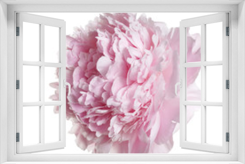Fototapeta Naklejka Na Ścianę Okno 3D - Tender pink peony flower isolated on white background.