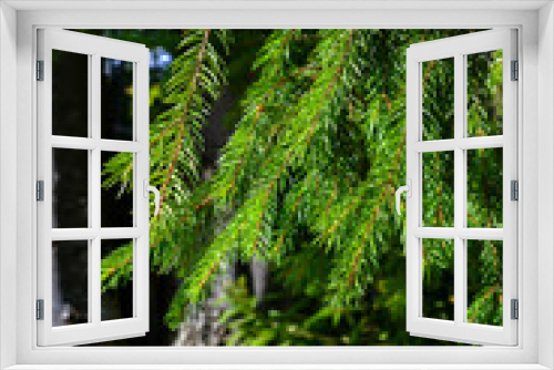 Fototapeta Naklejka Na Ścianę Okno 3D - Conifer tree background