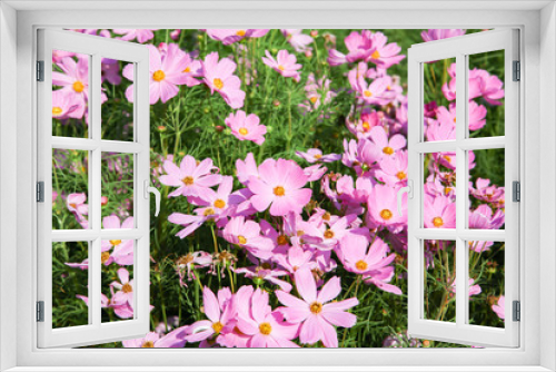 Fototapeta Naklejka Na Ścianę Okno 3D - Pink blooming cosmos flower in garden
