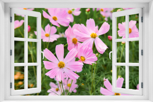 Fototapeta Naklejka Na Ścianę Okno 3D - Pink blooming cosmos flower in garden