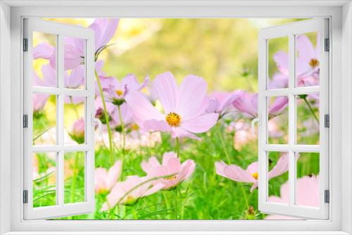 Fototapeta Naklejka Na Ścianę Okno 3D - the beautiful cosmos flowers in the garden with the sunny day using as nature background and wallpaper.