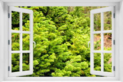 Fototapeta Naklejka Na Ścianę Okno 3D - spruce, pine, coniferous, juicy, green, nature,