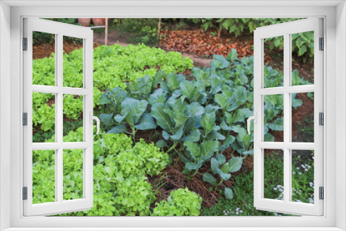 Fototapeta Naklejka Na Ścianę Okno 3D - Closeup of organic Chinese kale, green oak  and other vegetable growing in backyard garden.