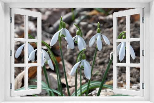 Fototapeta Naklejka Na Ścianę Okno 3D - In the forest in spring snowdrops bloom