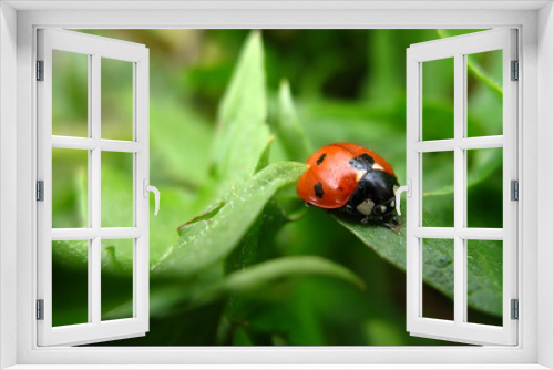 Fototapeta Naklejka Na Ścianę Okno 3D - Red-black ladybug on green leaves. Macro photo of an insect. Selective focus. Blurred background. Closeup view
