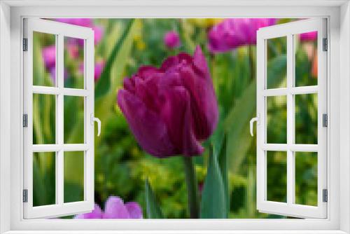 Fototapeta Naklejka Na Ścianę Okno 3D - pink tulips in the garden