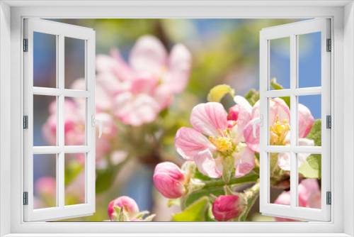 Fototapeta Naklejka Na Ścianę Okno 3D - Beautifil pink and white apple flowers in full bloom in early spring