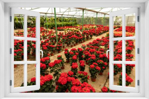 Fototapeta Naklejka Na Ścianę Okno 3D - Greenhouse full of Christmas poinsetta flowers.
