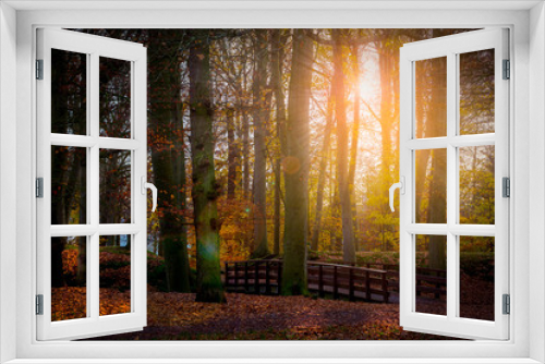 Fototapeta Naklejka Na Ścianę Okno 3D - sun rays through the tree trunks autumn season park