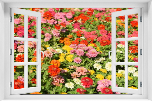 Fototapeta Naklejka Na Ścianę Okno 3D - Colorful flower bed in a park 