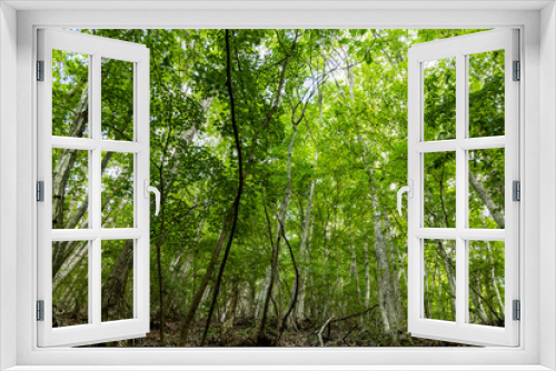 Fototapeta Naklejka Na Ścianę Okno 3D - mountain trees
