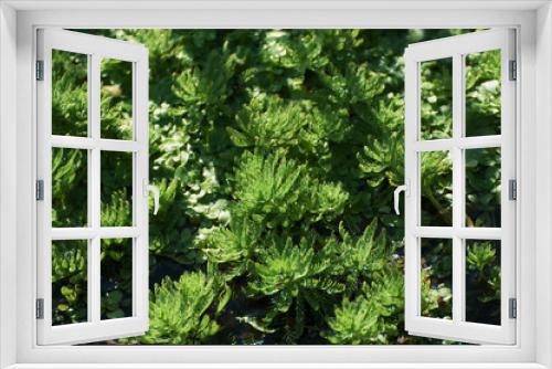 Fototapeta Naklejka Na Ścianę Okno 3D - 水生植物