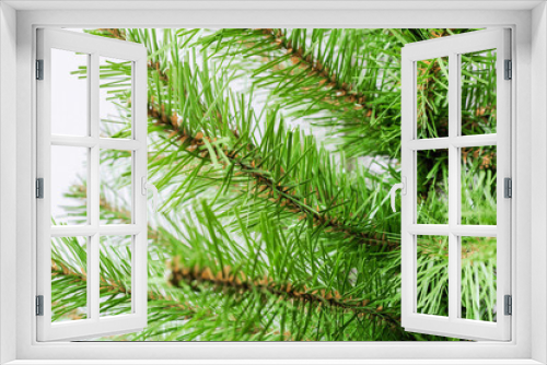 Fototapeta Naklejka Na Ścianę Okno 3D - spruce branches, christmas tree texture  on a white wall background. New Year. Flat lay, top view.