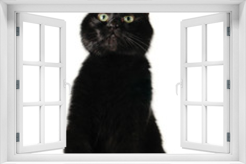 Fototapeta Naklejka Na Ścianę Okno 3D - cat