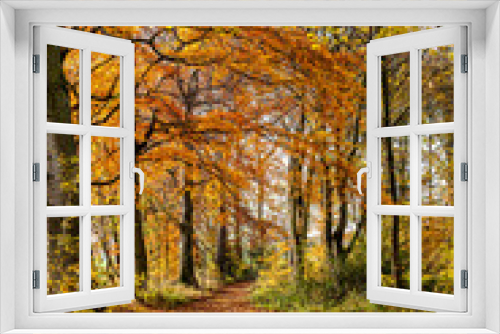 Fototapeta Naklejka Na Ścianę Okno 3D - Walk in the woods on a autumn day.