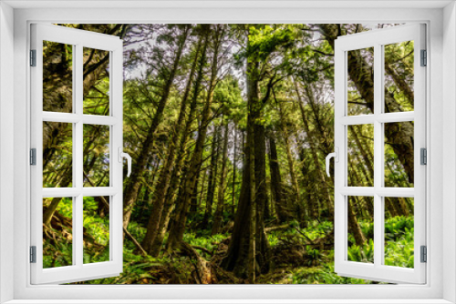 Fototapeta Naklejka Na Ścianę Okno 3D - trees in the forest
