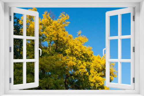 Fototapeta Naklejka Na Ścianę Okno 3D - Close up shot of a yellow foliage