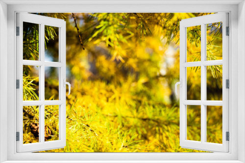 Fototapeta Naklejka Na Ścianę Okno 3D - Yellow spruce in the sun