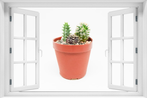 Fototapeta Naklejka Na Ścianę Okno 3D - Small cactus in pot isolated on white background