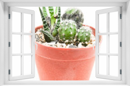 Fototapeta Naklejka Na Ścianę Okno 3D - Small cactus in pot isolated on white background