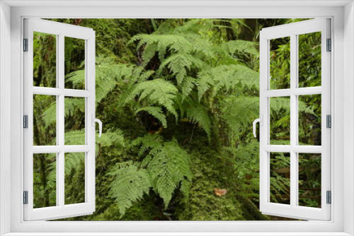 Fototapeta Naklejka Na Ścianę Okno 3D - green fern and moss cover on tree branch in forest