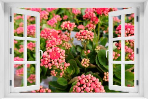 Fototapeta Naklejka Na Ścianę Okno 3D - Fresh Calandiva flowers