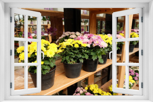 Fototapeta Naklejka Na Ścianę Okno 3D - Chrysanthemum in flowerpot