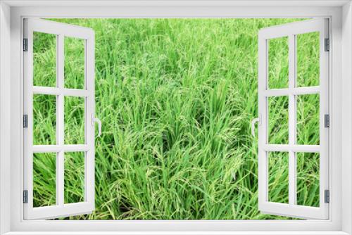 Fototapeta Naklejka Na Ścianę Okno 3D - Green organic jasmine rice field